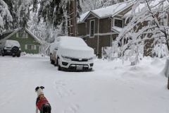 Day after Christmas - over a foot of snow on everything