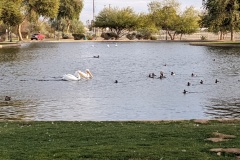 Lake (or pond?) in West Wetlands Park