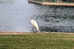 Great Egret