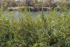 REALLY tall grasses (over 7') on the rivers edge