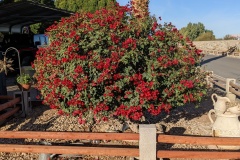 Bougainvillea in the RV Park