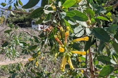 Flowering bush