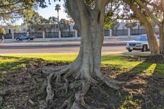 Impressive roots