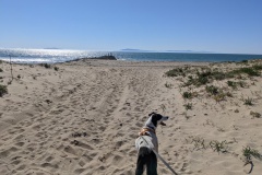 Ventura State Beach