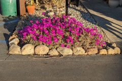 Beautiful flowers in Karleen's park