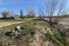 The RV park is on the left, fenced, and the dry Kern River on the right.