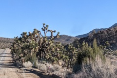 Joshua Trees - and we're not even near Joshua Tree NP!!