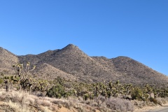 Along the road to Ridgecrest - more Joshua trees