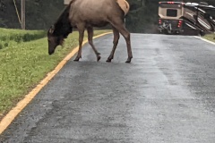 Elk