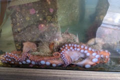 Inside the Marine Science Center Aquarium