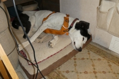 Sunna comfy on her bed