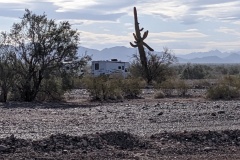 Across the road from our group, loved the crooked cactus