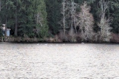 Trumpeter Swans