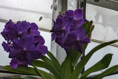 Beautiful blooms