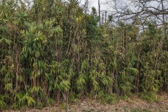 Another patch of bamboo