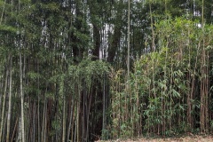 Large Bamboo forest