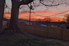 See the daffodils between the trees - early spring