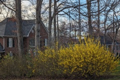 Spring was just beginning-forsythia is often first