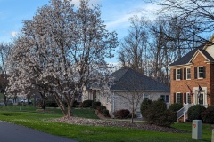 Trees were just beginning to bud