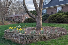 Daffodils also early bloomers
