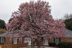 Beautiful Magnolia 