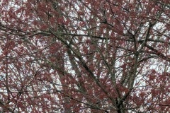 This is a close up