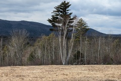 View from dining room