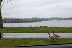 Geese strolling