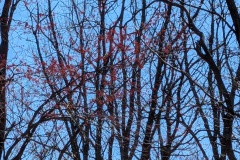 Early Flowering Trees - Red Maple