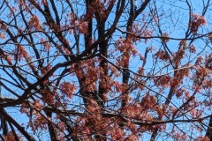 Red Maple