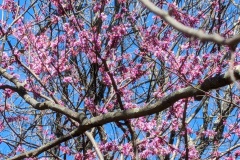 Red buds - first real bloomers