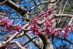 Closeup of red bud buds!