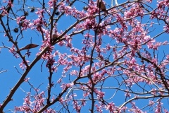 Another red bud