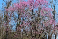 Red buds along the road