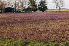 Early spring flowers