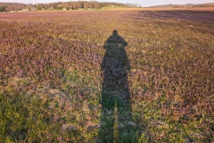 My shadow in the setting sun