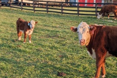 Calf and mom