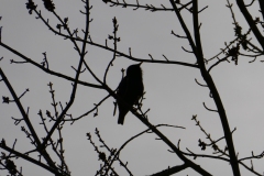 birds all out and about