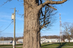 Really big old tree, don't know what species