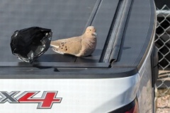 Mourning Dove came to visit - they are always singing