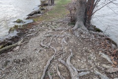 Tree roots all on the surface