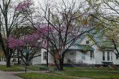 Red Buds starting to bloom