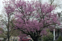 More Red Buds