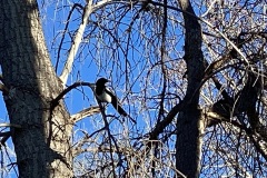 California Magpie