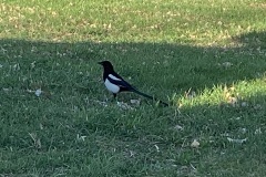 Magpie watching me eat dinner outside while watching the sunset
