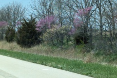 Red Buds!! I love these!