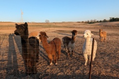 At HH: North 40 Alpacas in Kansas. These are the girls.