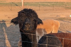 So curious! You can see my shadow on the left.