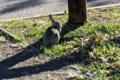 Bunny in the sunset