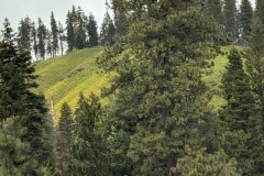 Spring blooms, heading into mountains and Stevens Pass